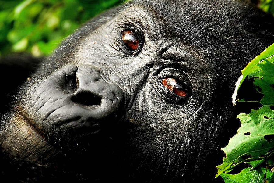 Eye on Rwanda Gorillas Trekking