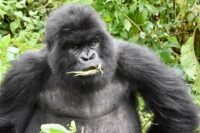 Affordable Rwanda Gorilla Trekking