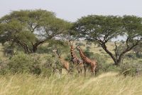 What Do Giraffes Eat?